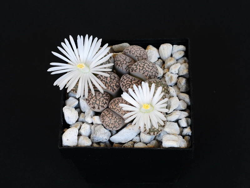 Lithops salicola f maculata C086